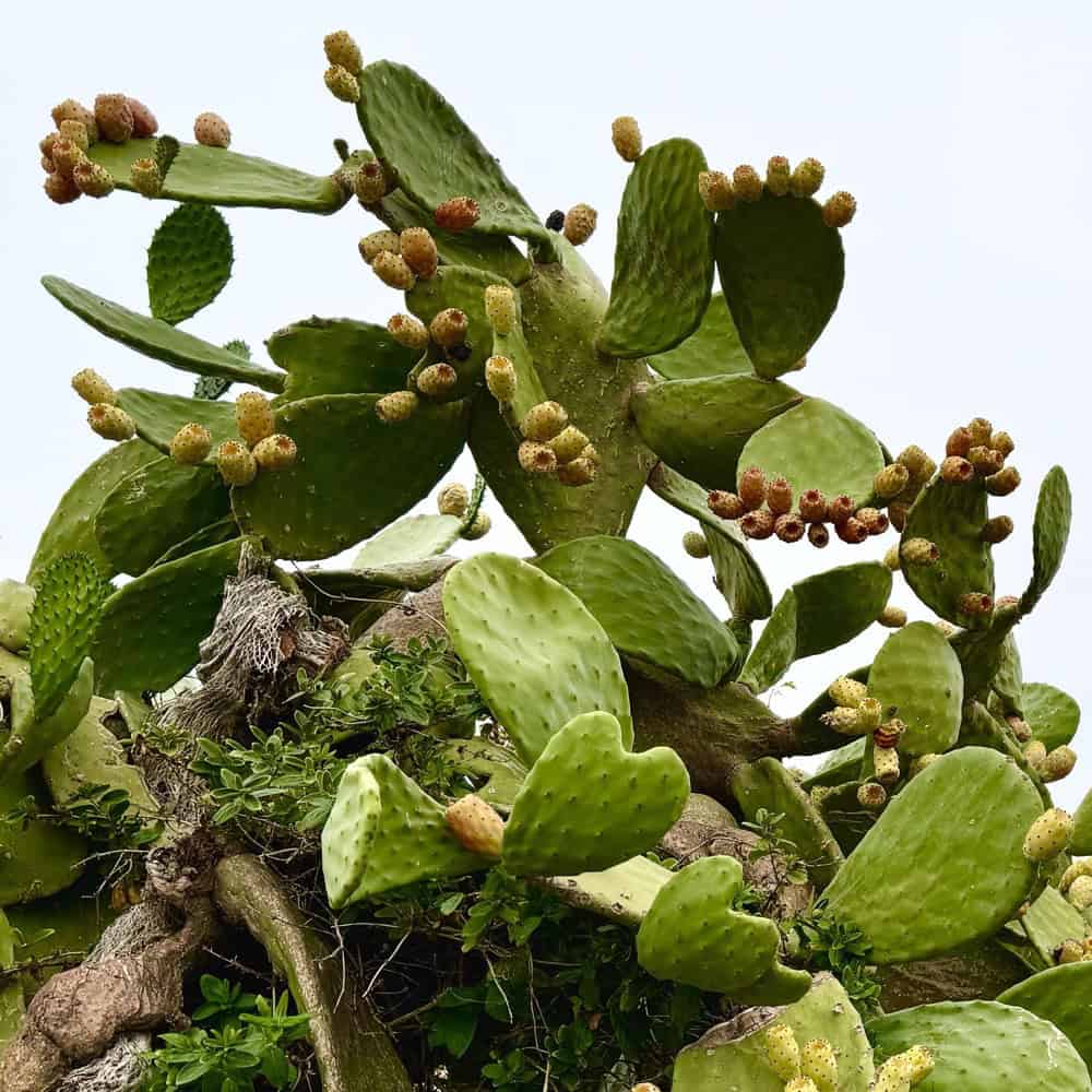 A cactus plant with many green leaves and flowers.
