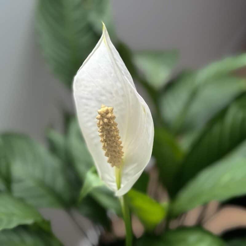 A white peace lily plant with green leaves.