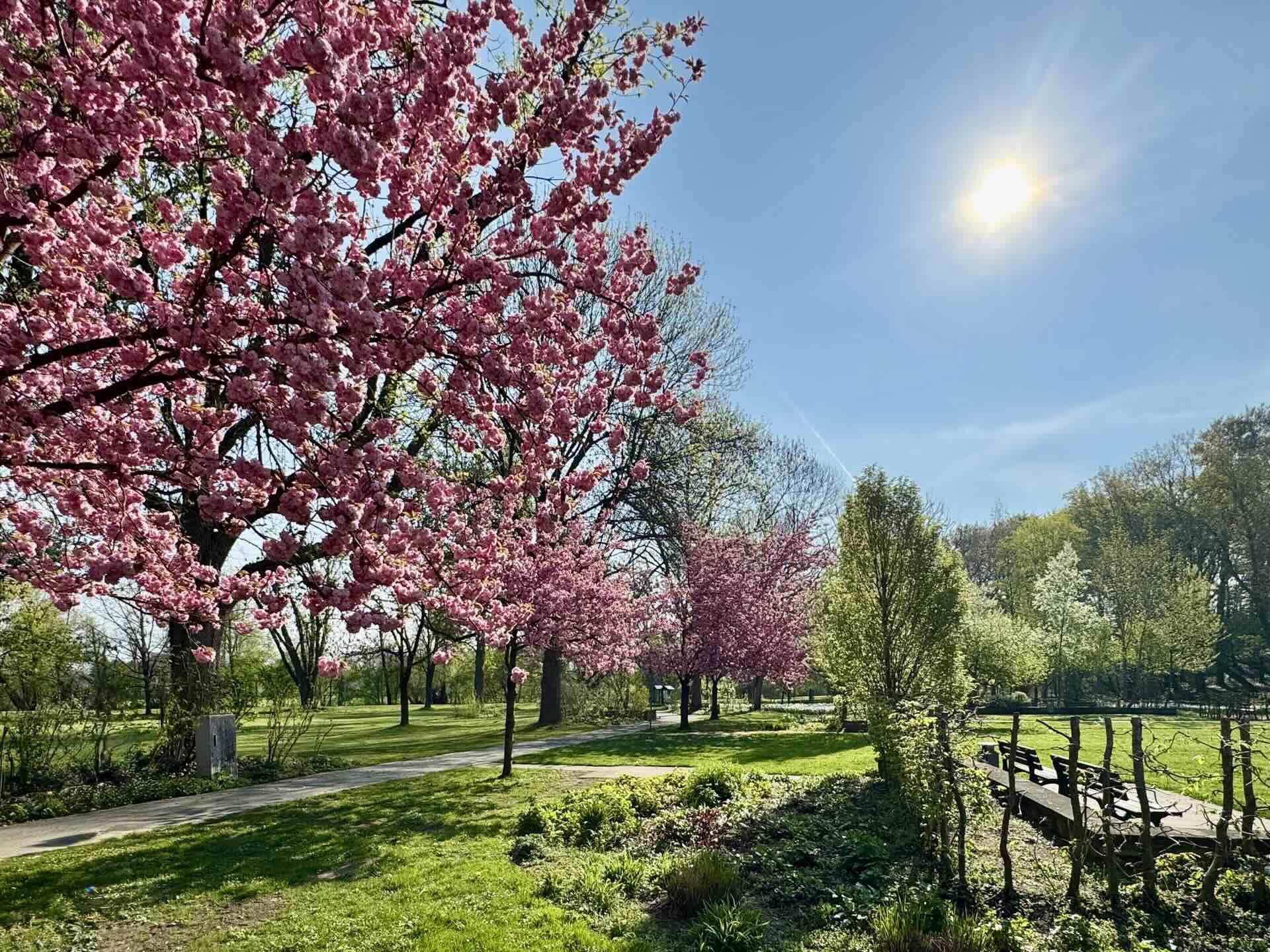 Noch mehr Kirschblüte