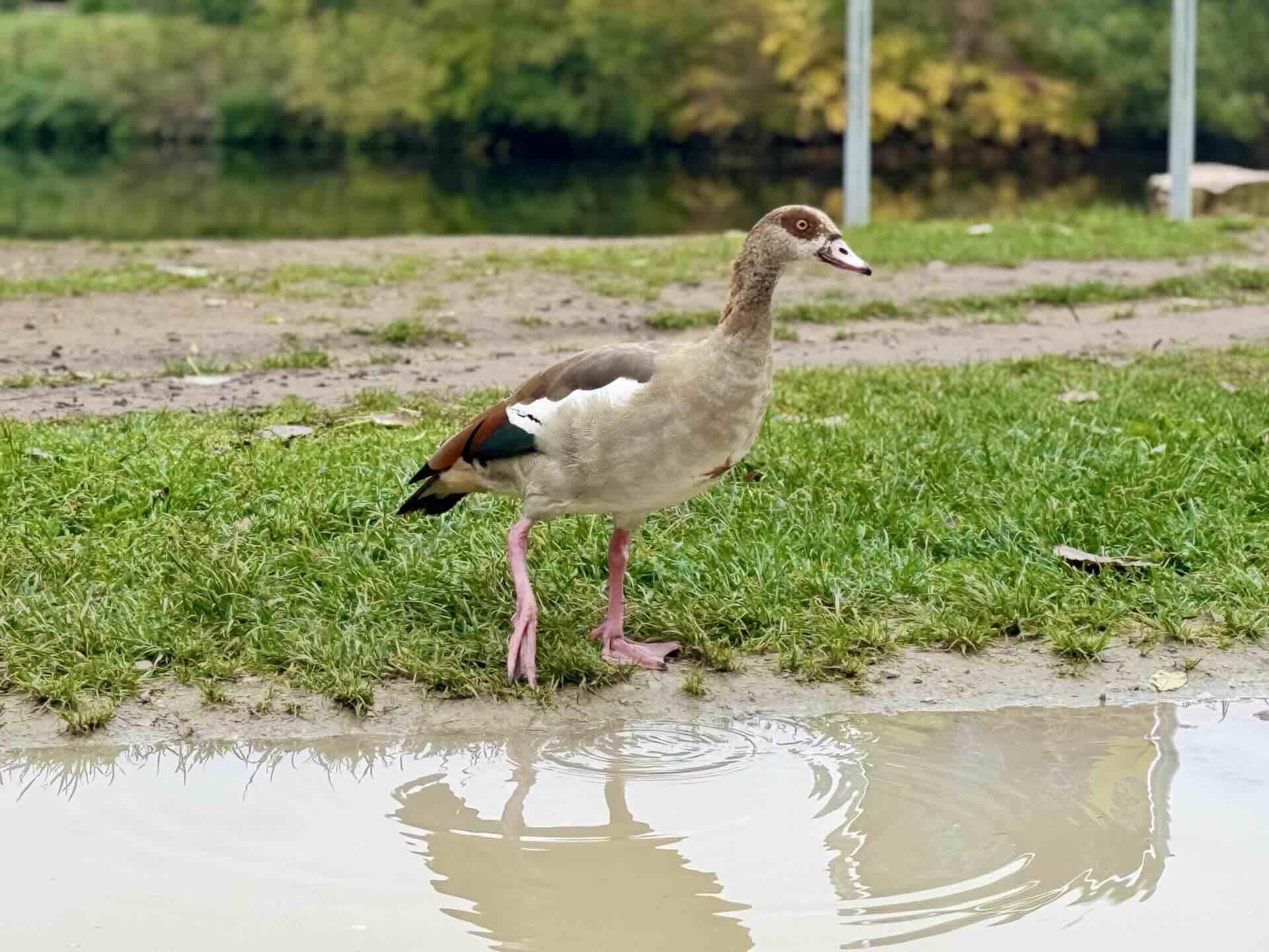 Nilgänse auf Urlaub